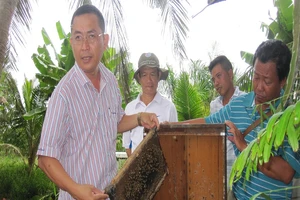 Sự thực về tin Cà Mau 'đuổi đàn ong ngoại ra khỏi rừng'