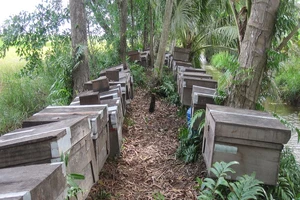 Đàn ong ngoại ở U Minh Hạ. 