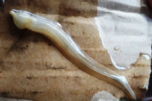 Điều tra sinh vật lạ nghi làm chết nhiều cá ở Cà Mau