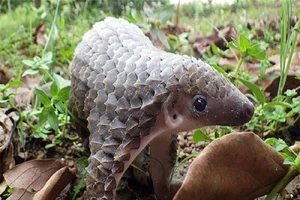 Khởi tố vụ án 114 con tê tê ở Cà Mau