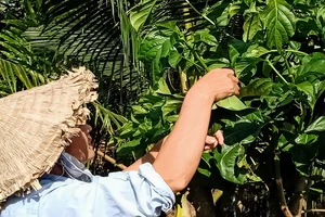 Cà Mau chỉ đạo làm rõ việc ồ ạt mua bán lá nhàu