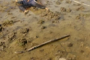 Hai chú cháu ruột đâm nhau và cùng chết ở ngoài đồng