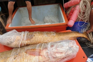 Ngư dân Cà Mau bắt được cặp cá sủ vàng 70 kg