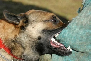 Từ 4 người chết vì chó dại, Cà Mau cần 15.000 liều tiêm ngừa