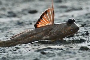 Cà Mau đưa cá thòi lòi vào nhiệm vụ khoa học năm 2020