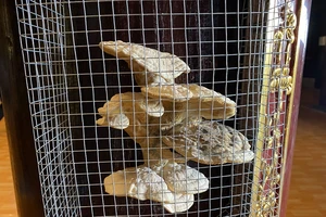 Cây nấm lớn mọc ra từ cột gỗ lim trong ngôi chùa ở Cà Mau