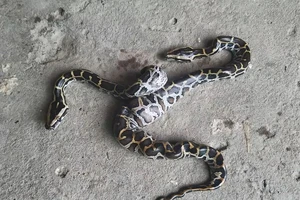 Cà Mau: Trăn mới nở có 2 đầu, bán giá 19 triệu đồng