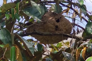 Phát cỏ trúng tổ ong vò vẽ, người đàn ông ở Cà Mau tử vong