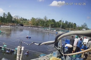Công an xác định nhóm thương lái trộm 2,6 tấn tôm ở Cà Mau