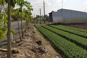 Cà Mau: 1 đại lý bán phân bón bị phạt 120 triệu đồng