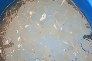 Người đi 'cứu cá' ở Cà Mau lại bị phạt khi đi chở cá giống về nuôi