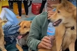 Chủ tịch huyện trực tiếp làm rõ vụ 13 con chó bị tiêu hủy ở Cà Mau