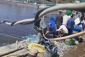 Trùm 'siêu trộm tôm' chưa có điều kiện thi hành án cho anh Châu Cà Mau