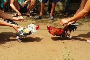 HĐND TP Bạc Liêu bãi nhiệm 1 đại biểu vì đá gà ăn tiền