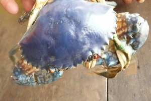 Cà Mau xuất hiện cua xanh, cua đỏ độc lạ