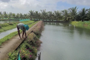Chuyện éo le ở làng cá Tân Thành, Cà Mau