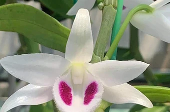 Chiêu trò 'thổi giá' trong giới buôn lan đột biến