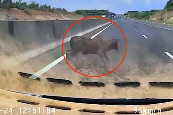 Ô tô chạy gần 100 km/h tông trúng con bò trên cao tốc Phan Thiết - Dầu Giây