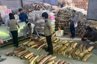 Tiêu hủy 615 kg ngà voi vận chuyển trái phép từ châu Phi về Việt Nam
