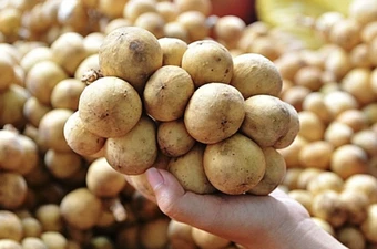 Bài học từ 10kg bòn bon bị Iceland cảnh báo