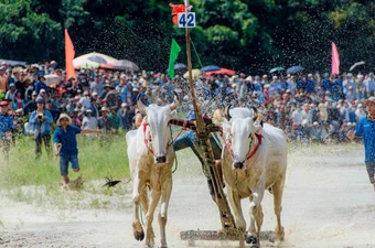 Đôi bò mang số đeo 42 của ông Chau Mene (thị trấn Cô Tô, huyện Tri Tôn) đạt giải nhất Hội đua bò Bảy Núi lần thứ 28 năm 2023 