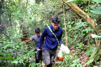 Người dân vùng cao Thanh Hóa vào mùa săn ong rừng