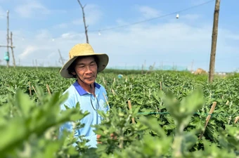 Cúc đỏ lạ mắt giá gấp 3 cúc thường vẫn cháy hàng ở Quảng Ngãi
