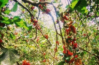 Đừng trồng những loại cây này trước cửa nhà 