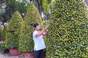 Mẹo chọn quất, mai, đào hợp phong thủy ngày tết