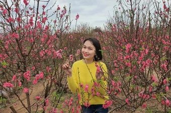 Làng đào Nhật Tân nhộn nhịp ngày cận tết