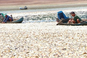 Đồng Nai: Hơn 200 tấn cá chết nổi trắng hồ Sông Mây