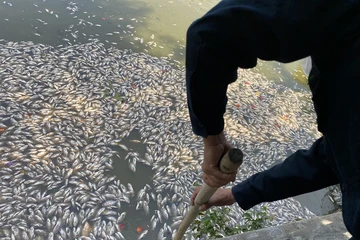 Cá chết nổi trắng hồ Bàu Sen ở Bình Định