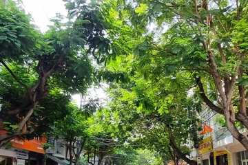 Khánh Hòa rà soát, cung cấp hồ sơ dự án cây xanh liên quan công ty Công Minh cho Bộ Công an
