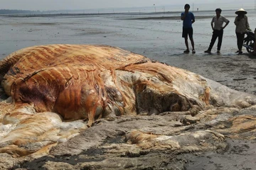 Xác cá voi dài 6m, nặng 4-5 tấn trôi dạt vào bờ biển Nghệ An