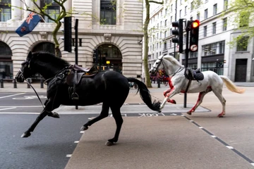 VIDEO: Ngựa hoàng gia Anh phi nước đại náo loạn đường phố