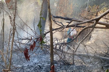 An Giang: Đã khống chế được vụ cháy rừng ở Núi Tô