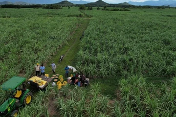 NPK Phú Mỹ góp phần cho một mùa mía ngọt bội thu