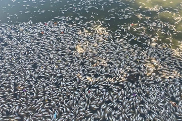 Đã tìm ra nguyên nhân cá chết trắng hồ Bàu Sen ở Bình Định