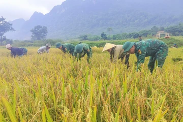 Bộ đội giúp đồng bào người Rục thu hoạch lúa dưới dãy Trường Sơn