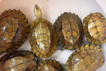 Đà Nẵng: 114 con rùa được nhà chùa giao nộp cho kiểm lâm