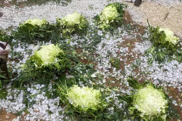 Mưa đá lớn ở Sơn La làm hư hại hơn 550 ha hoa màu