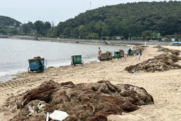 Hiện tượng lạ: Gần 100 tấn rong biển 'bủa vây' bãi biển Đồ Sơn