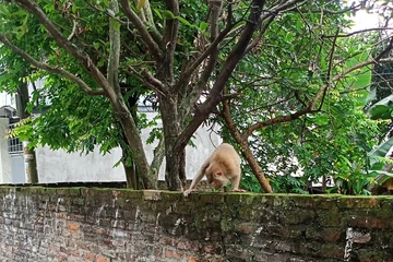 Đàn khỉ hoang vào nhà dân lục lọi đồ đạc, trèo lên cây ăn hoa quả