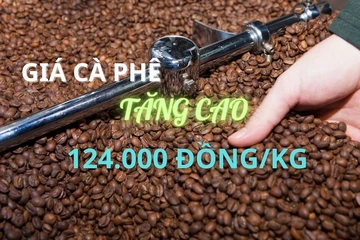 Giá cà phê đạt mốc kỉ lục mới 124.000 đồng/kg