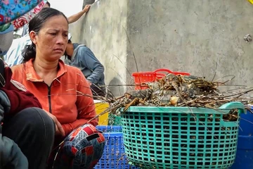 Tôm hùm, cá ở Phú Yên tiếp tục chết bất thường, đã gom gần 100 tấn 