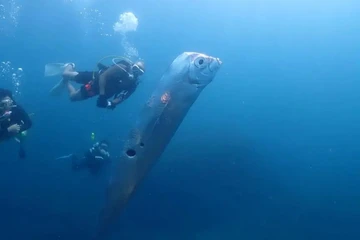 VIDEO: Cá mái chèo hiếm gặp bơi gần mặt biển