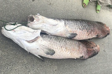 Cá ‘khủng’ nghi là hải tượng long Amazon chết nổi trên mặt hồ ở Đà Nẵng