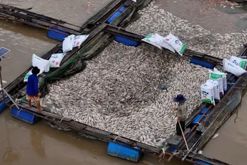 Sầu riêng gãy đổ, cá chết nổi trắng sông sau bão số 13