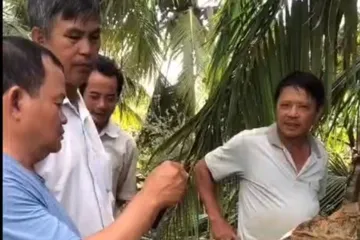 Xác minh thông tin tôn bay cắt đứt ngang cây dừa trong bão số 13 ở Đắk Lắk