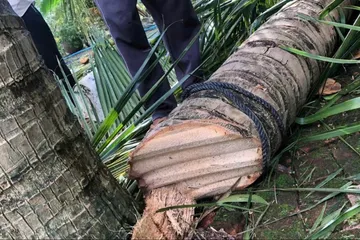 Vụ tôn bay cắt đứt cây dừa vì bão số 13: Người đăng video nói gì?